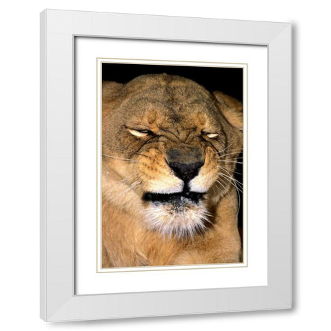 CA, Los Angeles Co, African lioness grimacing White Modern Wood Framed Art Print with Double Matting by Welling, Dave