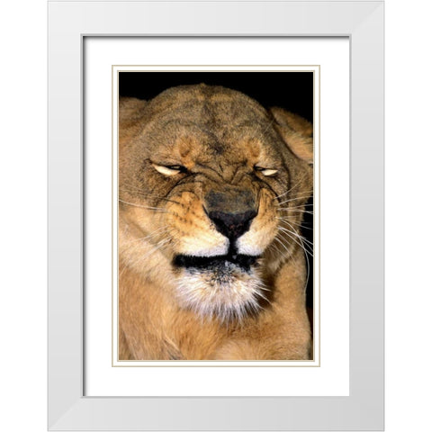 CA, Los Angeles Co, African lioness grimacing White Modern Wood Framed Art Print with Double Matting by Welling, Dave