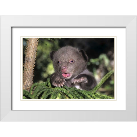 CA, Los Angeles Co, American black bear cub White Modern Wood Framed Art Print with Double Matting by Welling, Dave