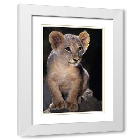CA, Los Angeles Co, African lion cub on rock White Modern Wood Framed Art Print with Double Matting by Welling, Dave