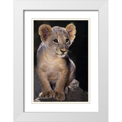 CA, Los Angeles Co, African lion cub on rock White Modern Wood Framed Art Print with Double Matting by Welling, Dave