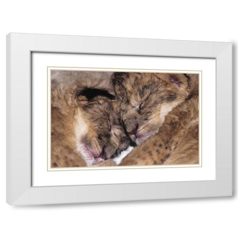 CA, Los Angeles Co, Two sleeping lion babies White Modern Wood Framed Art Print with Double Matting by Welling, Dave