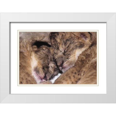 CA, Los Angeles Co, Two sleeping lion babies White Modern Wood Framed Art Print with Double Matting by Welling, Dave