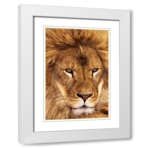 CA, Los Angeles Co, African lion male  White Modern Wood Framed Art Print with Double Matting by Welling, Dave