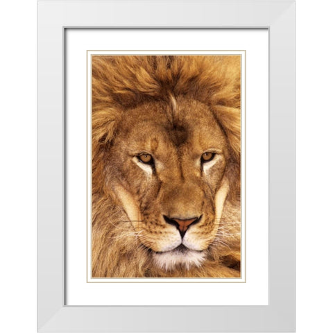 CA, Los Angeles Co, African lion male  White Modern Wood Framed Art Print with Double Matting by Welling, Dave