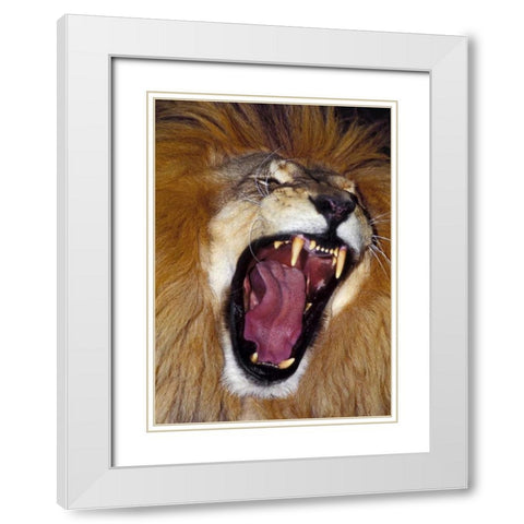 CA, Los Angeles Co, African lion male roaring White Modern Wood Framed Art Print with Double Matting by Welling, Dave