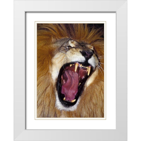 CA, Los Angeles Co, African lion male roaring White Modern Wood Framed Art Print with Double Matting by Welling, Dave