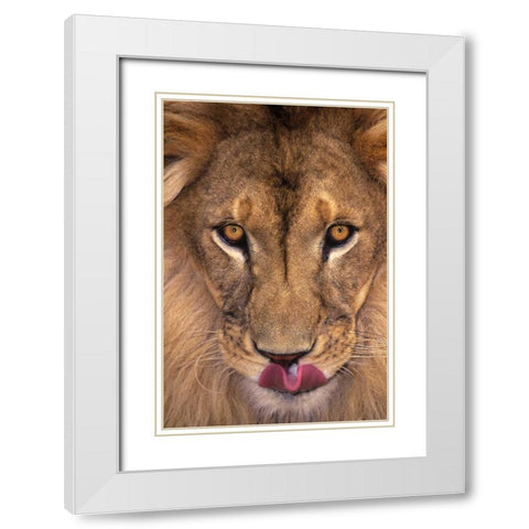 CA, Los Angeles Co, African lion with tongue out White Modern Wood Framed Art Print with Double Matting by Welling, Dave