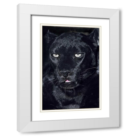 CA, Los Angeles, Portrait of black jaguar adult White Modern Wood Framed Art Print with Double Matting by Welling, Dave