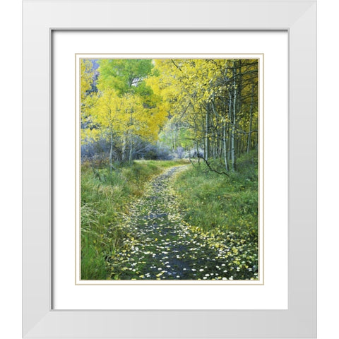 CA, Eastern Sierra Leaf-covered path into forest White Modern Wood Framed Art Print with Double Matting by Flaherty, Dennis