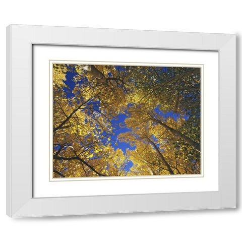 CA, Sierra Nevada, Inyo NF Yellow aspen leaves White Modern Wood Framed Art Print with Double Matting by Flaherty, Dennis