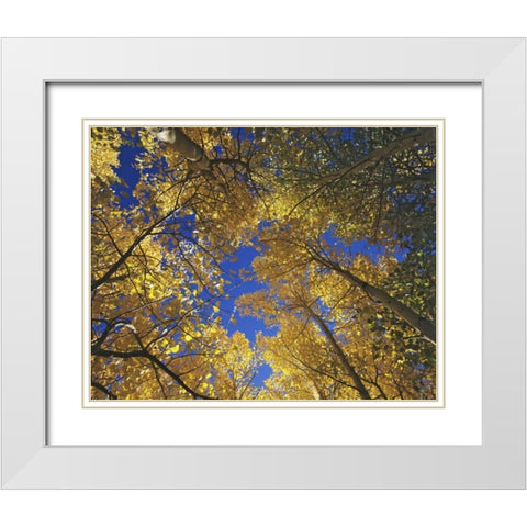 CA, Sierra Nevada, Inyo NF Yellow aspen leaves White Modern Wood Framed Art Print with Double Matting by Flaherty, Dennis