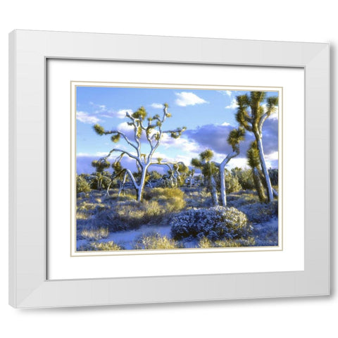 CA, Joshua Tree NP snowy Joshua trees in desert White Modern Wood Framed Art Print with Double Matting by Talbot Frank, Christopher