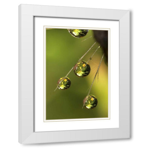 CA, San Diego Water droplets on a dandelion  White Modern Wood Framed Art Print with Double Matting by Talbot Frank, Christopher