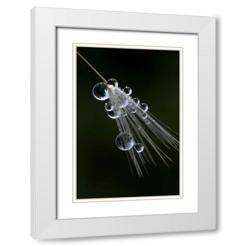 CA, San Diego Droplets on a dandelion seed White Modern Wood Framed Art Print with Double Matting by Talbot Frank, Christopher