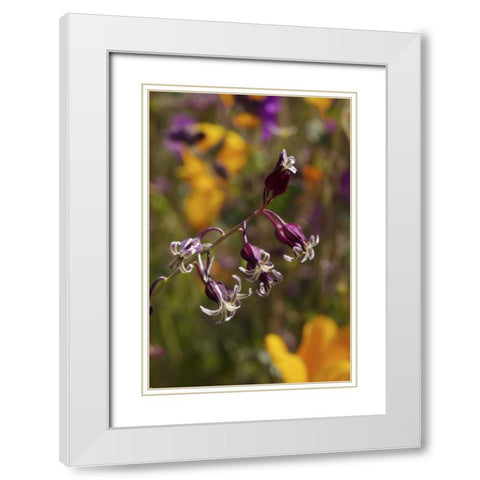 CA, San Diego flowers in Rattlesnake Canyon White Modern Wood Framed Art Print with Double Matting by Talbot Frank, Christopher