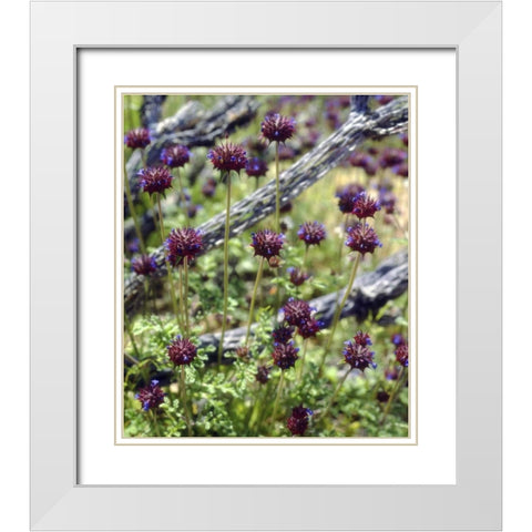 CA, San Diego Chia in Anza-Borrego Desert White Modern Wood Framed Art Print with Double Matting by Talbot Frank, Christopher