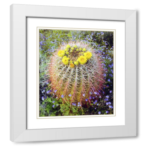 CA Blooming barrel cactus in Anza-Borrego Desert White Modern Wood Framed Art Print with Double Matting by Talbot Frank, Christopher