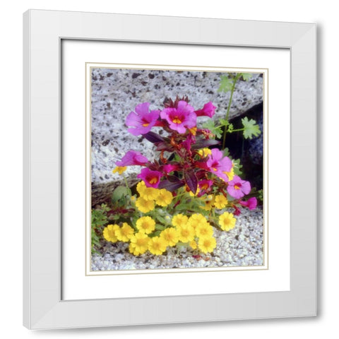 CA, Anza-Borrego Daisy and monkey flowers White Modern Wood Framed Art Print with Double Matting by Talbot Frank, Christopher