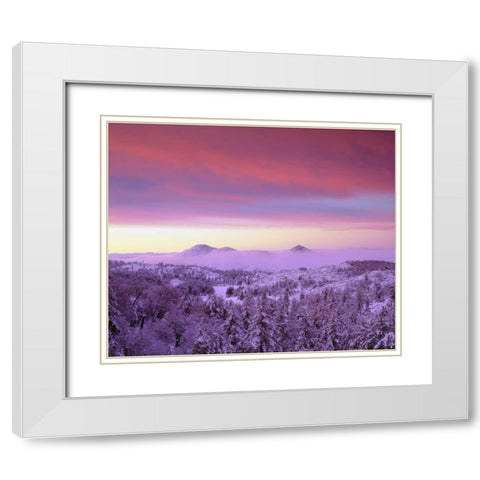 CA, San Diego Snowy trees in the Laguna Mts White Modern Wood Framed Art Print with Double Matting by Talbot Frank, Christopher