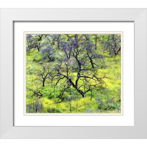 CA, San Diego Mustard plants inÂ Cleveland NF White Modern Wood Framed Art Print with Double Matting by Talbot Frank, Christopher