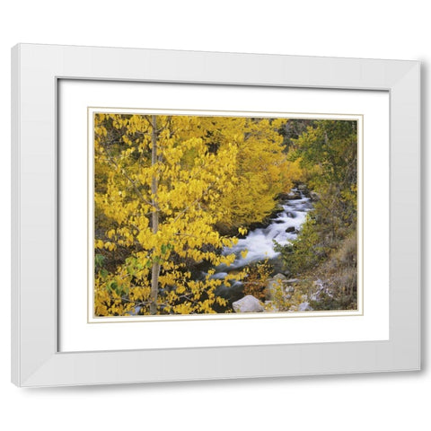 California Bishop Creek and aspens in autumn White Modern Wood Framed Art Print with Double Matting by Flaherty, Dennis