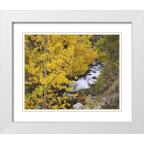 California Bishop Creek and aspens in autumn White Modern Wood Framed Art Print with Double Matting by Flaherty, Dennis