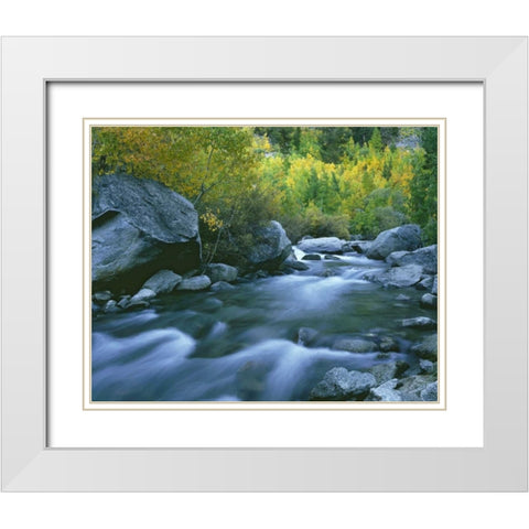 California Bishop Creek and aspens in autumn White Modern Wood Framed Art Print with Double Matting by Flaherty, Dennis