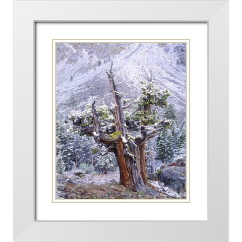 CA, Sierra Nevada Snow-covered trees White Modern Wood Framed Art Print with Double Matting by Talbot Frank, Christopher
