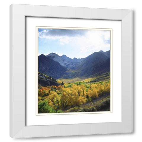 CA, Sierra NevadaÂ Autumn on trees in valley White Modern Wood Framed Art Print with Double Matting by Talbot Frank, Christopher