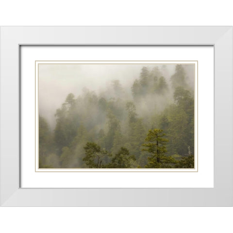 CA, Redwood Creek Overlook Fog covers the forest White Modern Wood Framed Art Print with Double Matting by Paulson, Don
