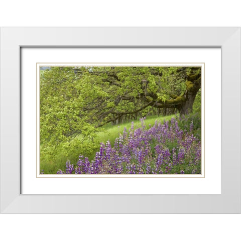 CA, Redwoods Lupines and and oak trees in spring White Modern Wood Framed Art Print with Double Matting by Paulson, Don