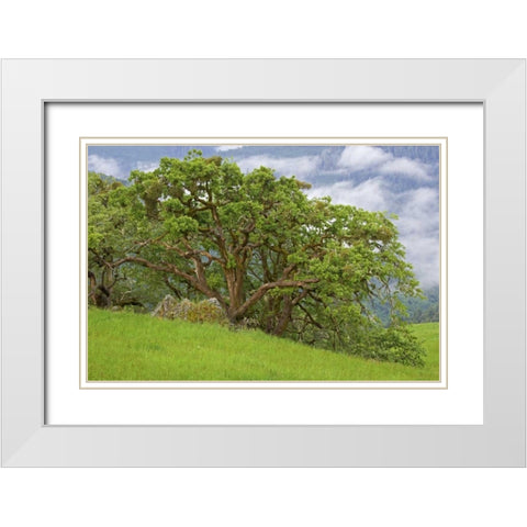 CA, Redwoods Large oak trees in mountain meadow White Modern Wood Framed Art Print with Double Matting by Paulson, Don