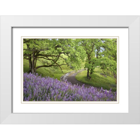 CA, Redwoods Road winds past flowers and trees White Modern Wood Framed Art Print with Double Matting by Paulson, Don