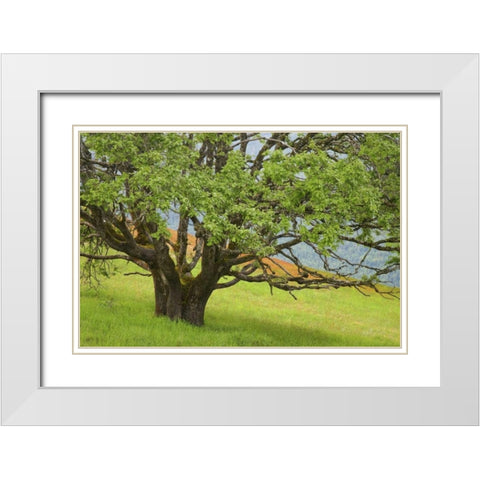 California, Redwood NP Oak tree in alpine meadow White Modern Wood Framed Art Print with Double Matting by Paulson, Don