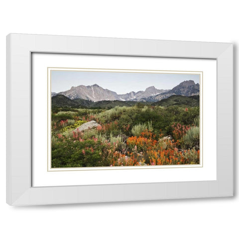 CA, flowers bloom in the Sierra Nevada mountains White Modern Wood Framed Art Print with Double Matting by Flaherty, Dennis