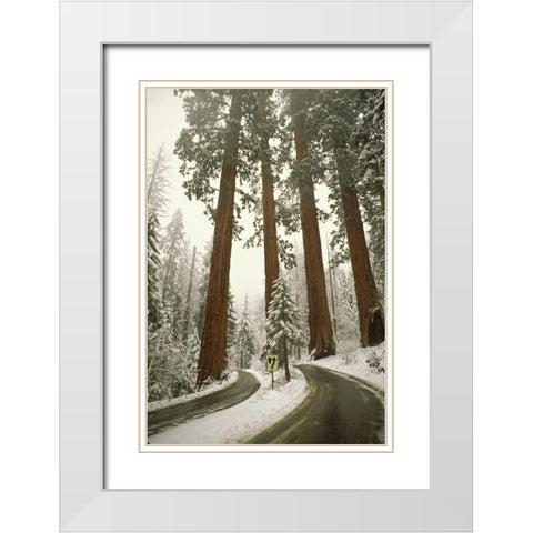CA, Sequoia NP Spring snowfall at park entrance White Modern Wood Framed Art Print with Double Matting by Grall, Don