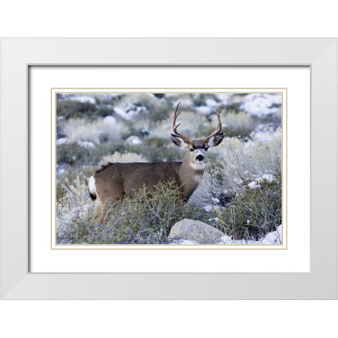 CA, Sierra Mountains Mule deer buck with antlers White Modern Wood Framed Art Print with Double Matting by Flaherty, Dennis