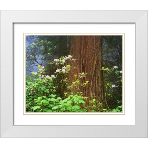 CA, Redwoods NP Blooming rhododendrons White Modern Wood Framed Art Print with Double Matting by Flaherty, Dennis