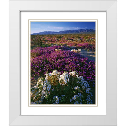 CA, Anza-Borrego SP Desert Wildflowers in bloom White Modern Wood Framed Art Print with Double Matting by Flaherty, Dennis