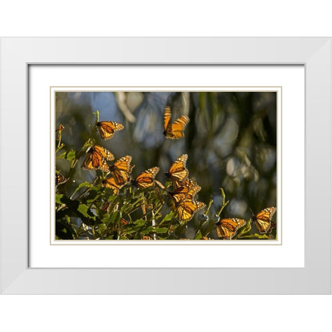 CA, San Luis Obispo Co, Monarch butterflies White Modern Wood Framed Art Print with Double Matting by Illg, Cathy and Gordon
