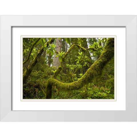 CA, Redwoods NP Rhododendron branches White Modern Wood Framed Art Print with Double Matting by Illg, Cathy and Gordon