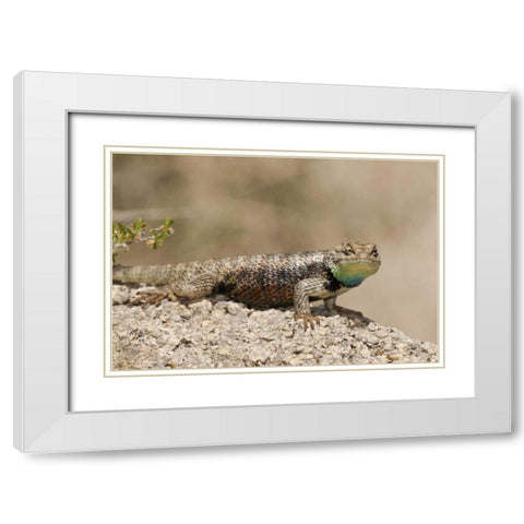 CA, Joshua Tree NPYellow-backed spiny lizard White Modern Wood Framed Art Print with Double Matting by Welling, Dave