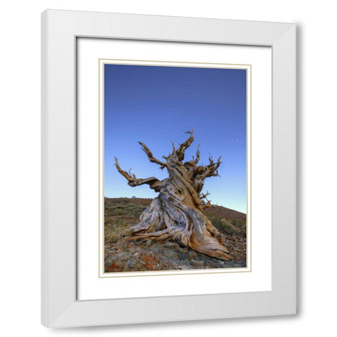 CA, White Mts Ancient bristlecone pine tree White Modern Wood Framed Art Print with Double Matting by Flaherty, Dennis