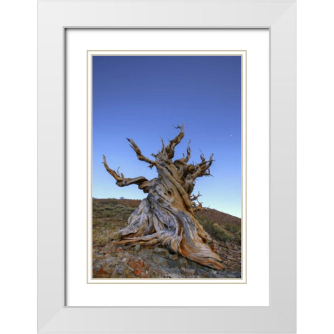 CA, White Mts Ancient bristlecone pine tree White Modern Wood Framed Art Print with Double Matting by Flaherty, Dennis