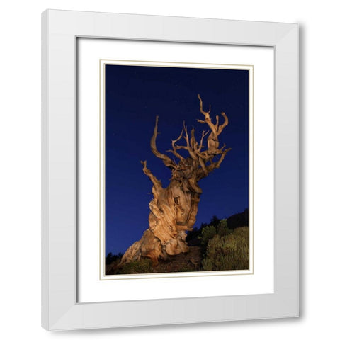 CA, White Mts Ancient bristlecone pine trees White Modern Wood Framed Art Print with Double Matting by Flaherty, Dennis