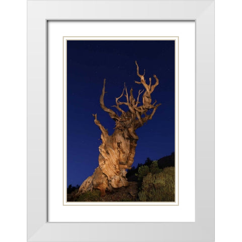 CA, White Mts Ancient bristlecone pine trees White Modern Wood Framed Art Print with Double Matting by Flaherty, Dennis