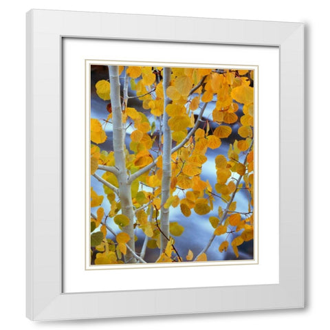CA, Bishop Autumn leaves on aspen tree White Modern Wood Framed Art Print with Double Matting by Flaherty, Dennis