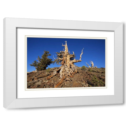 CA, White Mts Weathered tree in the Pine Forest White Modern Wood Framed Art Print with Double Matting by Flaherty, Dennis