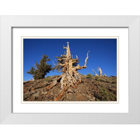 CA, White Mts Weathered tree in the Pine Forest White Modern Wood Framed Art Print with Double Matting by Flaherty, Dennis